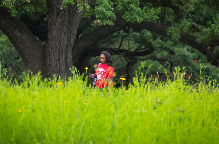 A student walking by the 鶹ҹ's sustainable wildflower prairie in the middle of campus